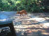 animalontracks.jpg (47691 bytes)