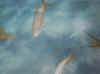 castawayfish2.jpg (17103 bytes)