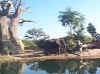 elephant.jpg (31424 bytes)