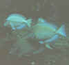 fish2.jpg (10870 bytes)