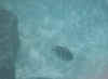 fish3.jpg (7511 bytes)