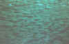 fishmob.jpg (18695 bytes)