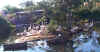 flamingos.jpg (25818 bytes)
