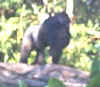 gorilla1.jpg (7855 bytes)