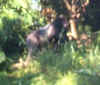 gorilla2.jpg (10963 bytes)