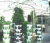hydroponics.jpg (43224 bytes)