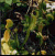 jaws.jpg (24835 bytes)