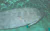 manatee.jpg (11599 bytes)
