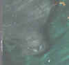 manateeface.jpg (14096 bytes)