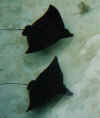 mantarays.jpg (19269 bytes)