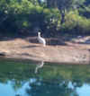 pelican.jpg (13487 bytes)