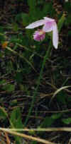 rosecrestedorchid.jpg (9276 bytes)