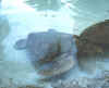 seaturtle1.jpg (24196 bytes)