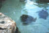 seaturtle2.jpg (25272 bytes)