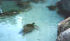 seaturtle3.jpg (18942 bytes)