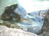 seaturtle4.jpg (27791 bytes)