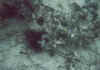 seaurchin.jpg (28744 bytes)