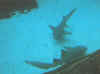 shark2.jpg (15544 bytes)