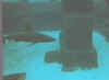 sharks.jpg (14809 bytes)