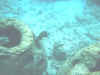 snorkelfish1cc.jpg (24886 bytes)