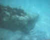 snorkelfish2.jpg (14958 bytes)