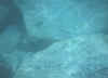 snorkelfish4.jpg (16270 bytes)