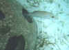 snorkelfish4cc.jpg (24532 bytes)