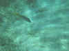 snorkelfish6cc.jpg (10463 bytes)