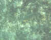 snorkelfish7cc.jpg (18449 bytes)
