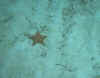 starfish.jpg (20951 bytes)