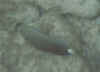 stjohnfish2.jpg (8746 bytes)