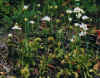 vftinbloom.jpg (28106 bytes)