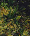 vftwmoss.jpg (17105 bytes)