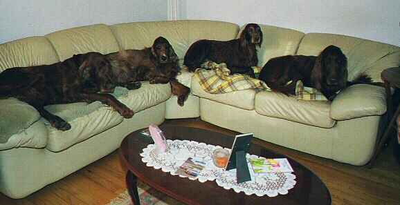 4 Red Dogs