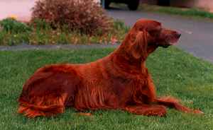 Brandy - Irish Setter