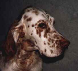 Casey - English Setter
