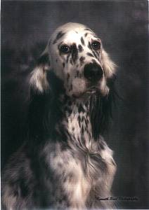 Grace - English Setter