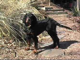 Grady - Gordon Setter