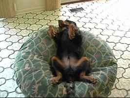 Grady - Gordon Setter