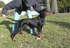 Grady - Gordon Setter