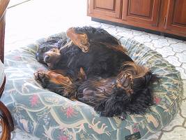 Grady on his Bed