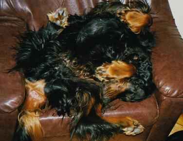 Jasper - Gordon Setter