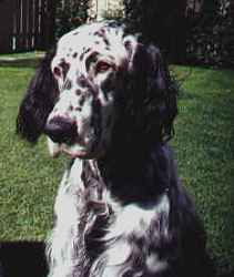 Jazz - English Setter