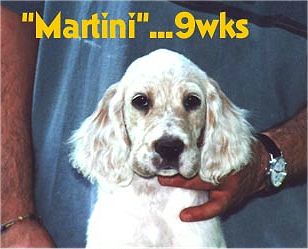 Martini - 9 weeks