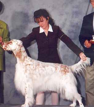 Millie - English Setter