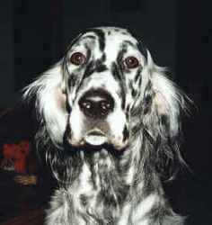 Polly - English Setter