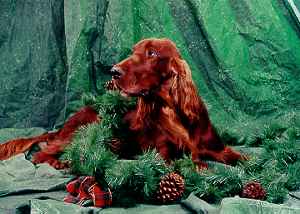 Rocky - Irish Setter