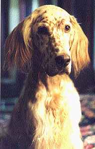 Casey
