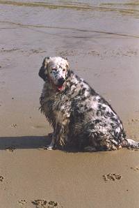 Sylvie - February 1999