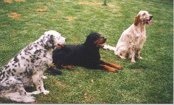 Sylvie, Breeze and Rosie - January 2001